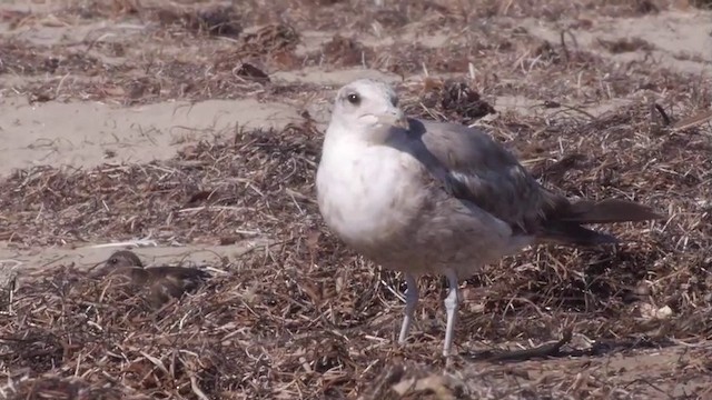 Goéland de Californie (californicus) - ML201752301
