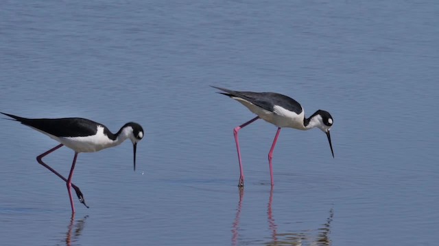 Black-necked Stilt (Black-necked) - ML201752631