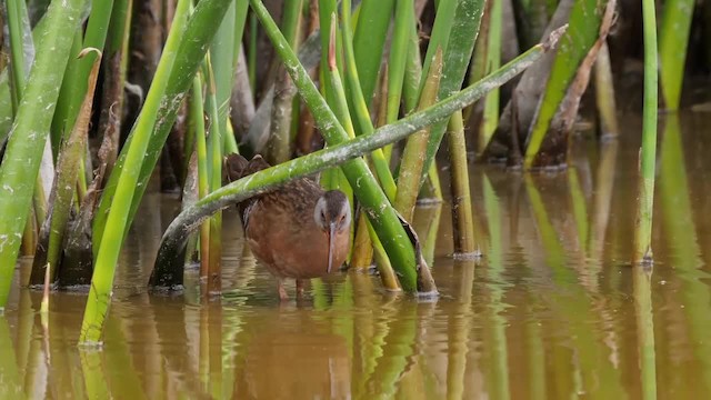 Virginia Rail (Virginia) - ML201752821