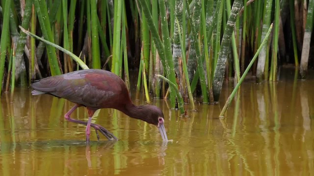 White-faced Ibis - ML201752831