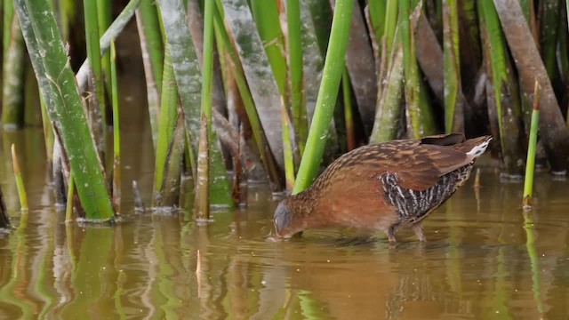 Virginia Rail (Virginia) - ML201752901