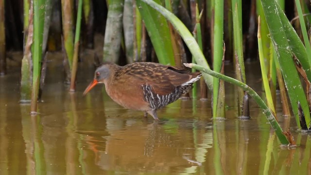 Virginia Rail (Virginia) - ML201752911