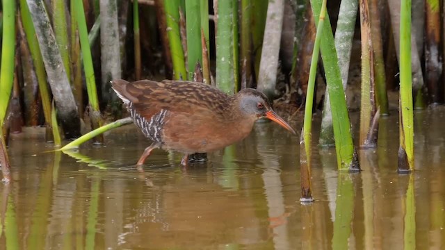 Virginia Rail (Virginia) - ML201752921