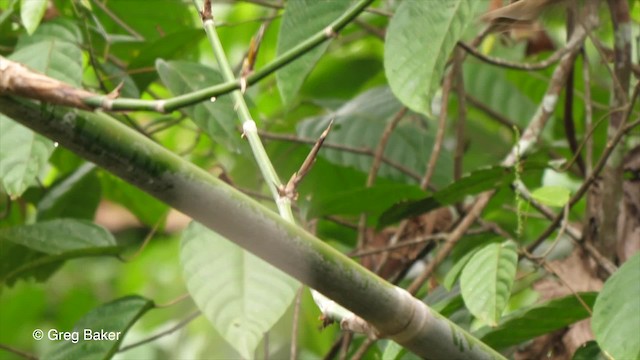 Dusky-tailed Flatbill - ML201752991