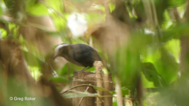 White-browed Antbird - ML201753001