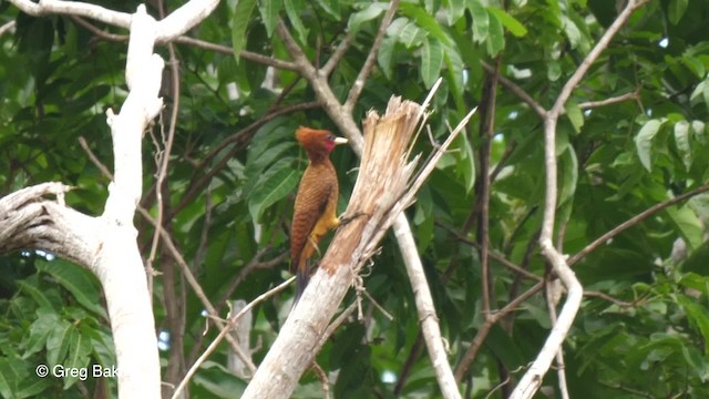 Waved Woodpecker (Scale-breasted) - ML201753051