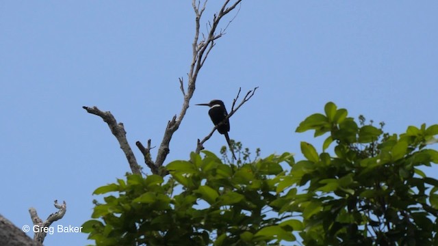 Jacamar à longue queue - ML201753061