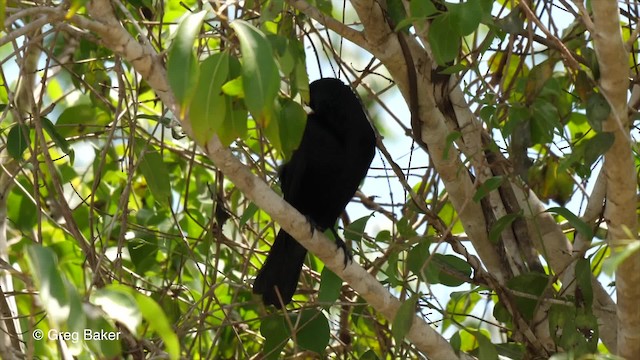 Giant Cowbird - ML201753091