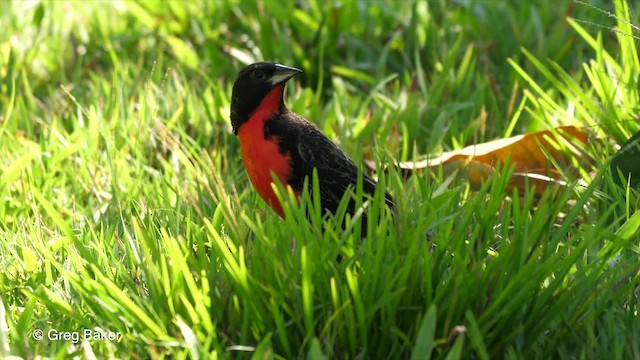 Red-breasted Meadowlark - ML201753141