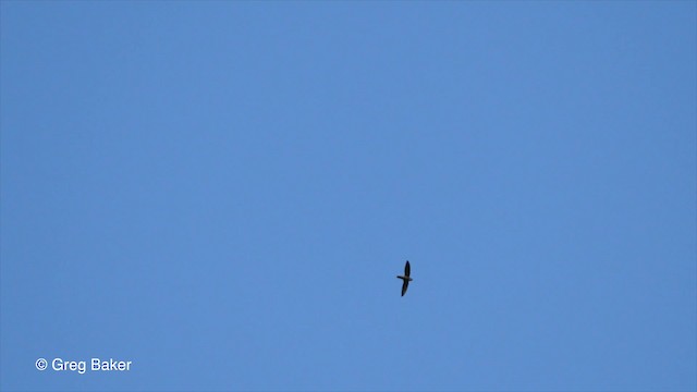 Pale-rumped Swift - ML201753171