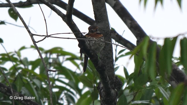 Spotted Puffbird - ML201753221