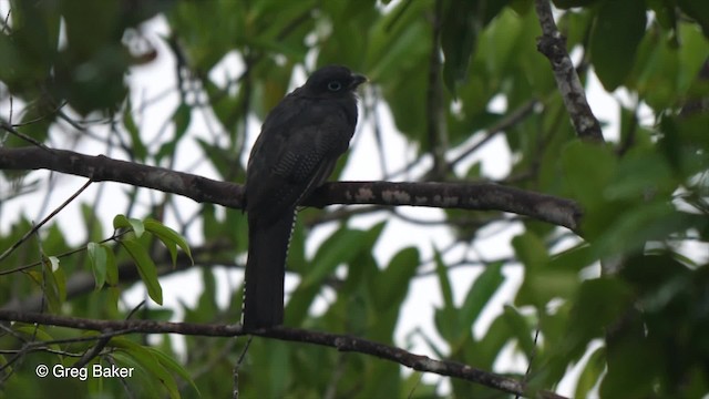Trogon à queue blanche - ML201753231