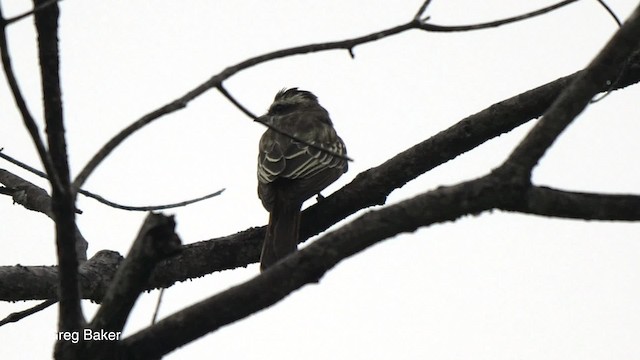 Variegated Flycatcher - ML201753241