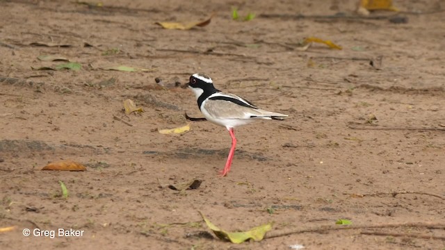 Vanneau de Cayenne - ML201753301