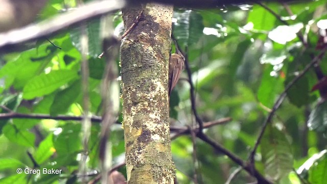 Straight-billed Woodcreeper - ML201753311