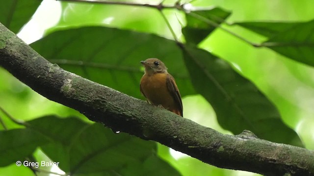 Ruddy-tailed Flycatcher - ML201753321