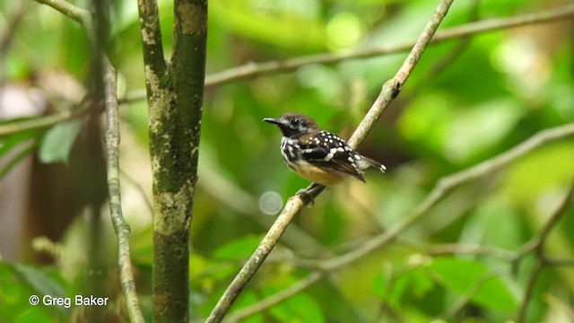 Dot-backed Antbird - ML201753331