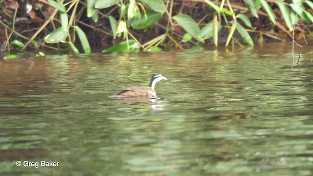 Sungrebe - ML201753351