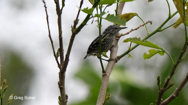 Amazonian Streaked-Antwren - ML201753361