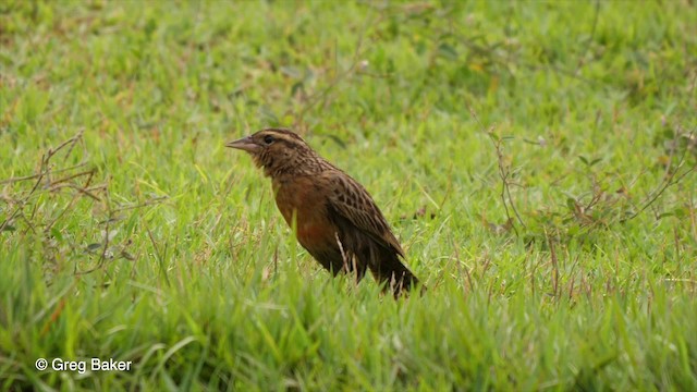 Red-breasted Meadowlark - ML201753381