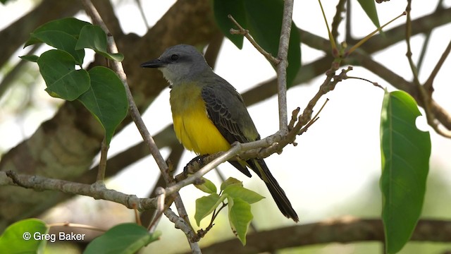 Tropical Kingbird - ML201753391