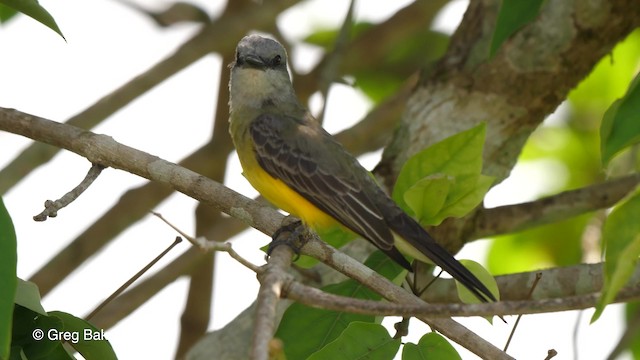 Tropical Kingbird - ML201753401