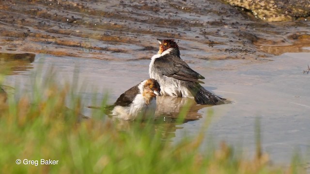 ノドグロコウカンチョウ（gularis） - ML201753481