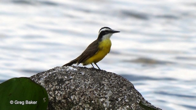 Lesser Kiskadee - ML201753491