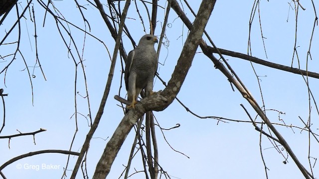 Полосатый канюк - ML201753521