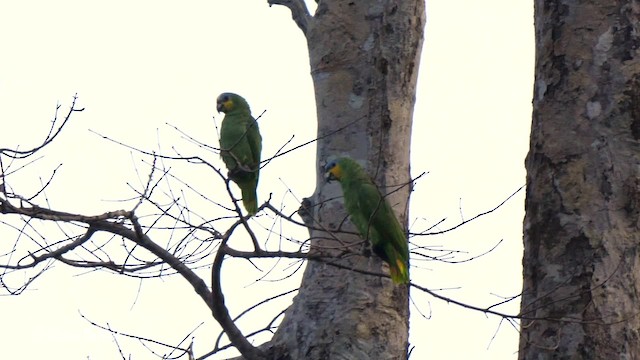 キソデボウシインコ - ML201753571