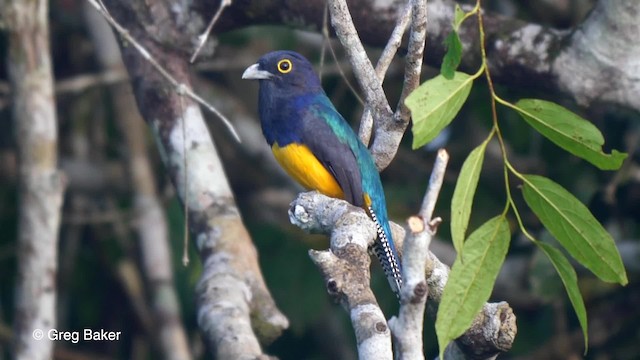 Amazonian Trogon - ML201753601