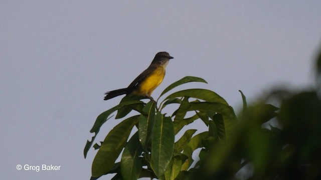 Dusky-chested Flycatcher - ML201753621