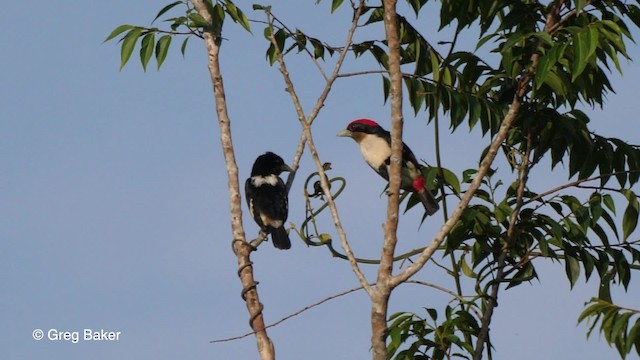 Black-girdled Barbet - ML201753631