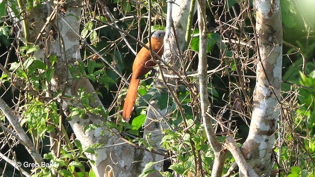 Black-bellied Cuckoo - ML201753641