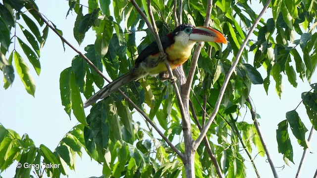 Curl-crested Aracari - ML201753651