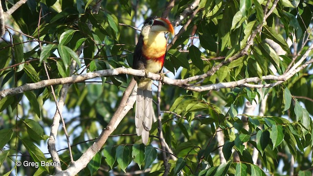 Curl-crested Aracari - ML201753661