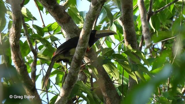 Red-necked Aracari (Western) - ML201753671