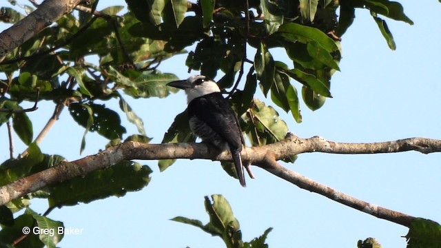 White-necked Puffbird - ML201753681