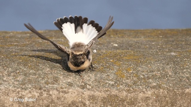 Pied Wheatear - ML201753721