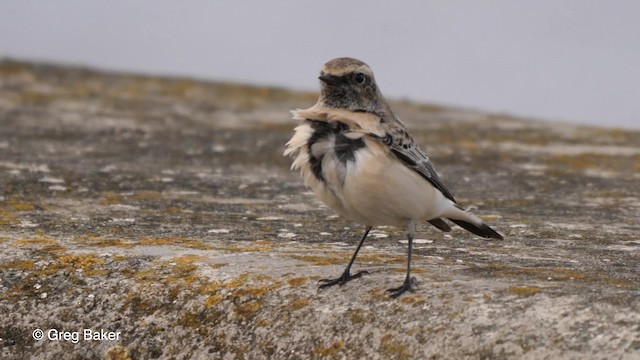 Pied Wheatear - ML201753731