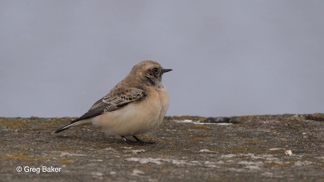 Pied Wheatear - ML201753741