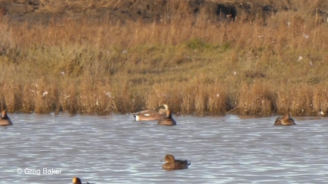 American Wigeon - ML201753751