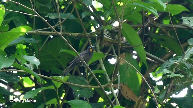 Flame-crested Tanager (Flame-crested) - ML201753771