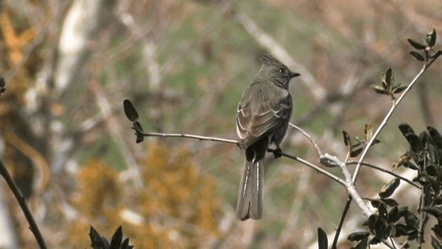 Phainopepla - ML201753801