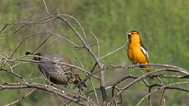 Bullock's Oriole - ML201754041