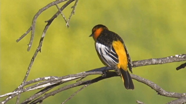 Bullock's Oriole - ML201754051