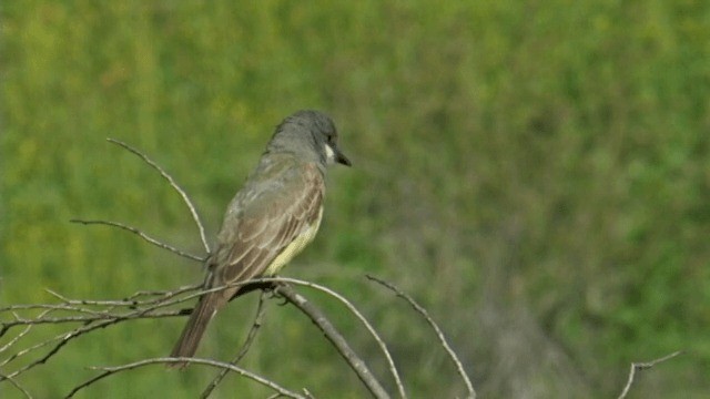 Cassin's Kingbird - ML201754071