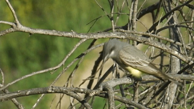 Cassin's Kingbird - ML201754081