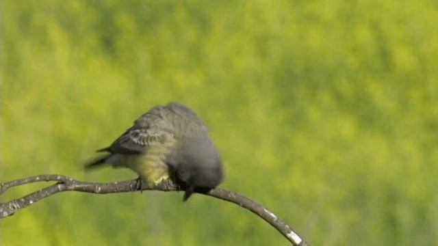 Cassin's Kingbird - ML201754091