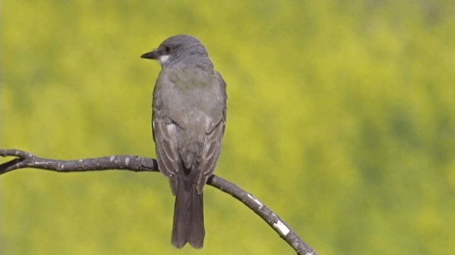 Cassin's Kingbird - ML201754101